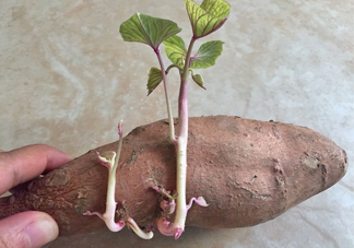 地瓜發(fā)芽了怎么種盆栽？拔絲地瓜怎么熬糖