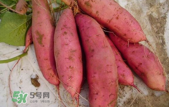 紅薯什么時(shí)候成熟？紅薯什么時(shí)候吃最好