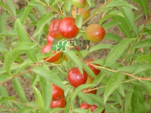 鈣果什么味道？鈣果好吃嗎？