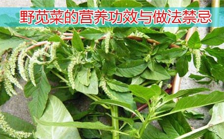 莧菜可以涮火鍋嗎 莧菜的營(yíng)養(yǎng)價(jià)值