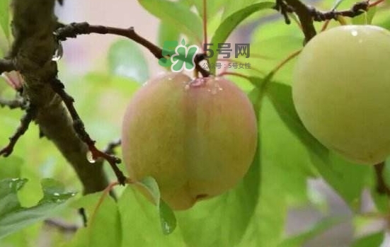奈李是什么水果？奈李為什么會空心