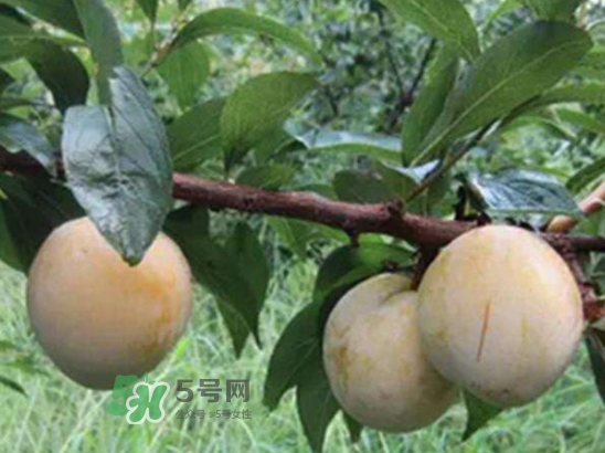 奈李不能和什么一起吃？奈李的禁忌