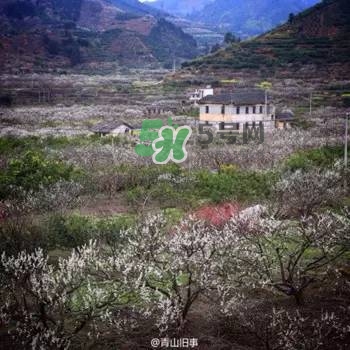 奈李是什么水果？奈李為什么會空心