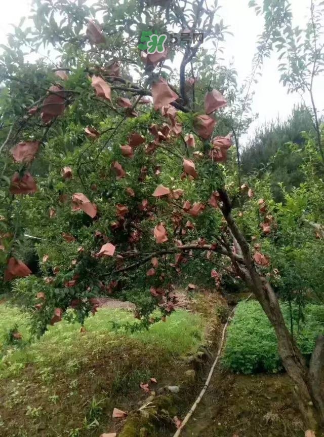 奈李是什么水果？奈李為什么會空心