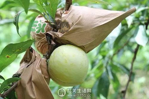 奈李是什么水果？奈李為什么會空心