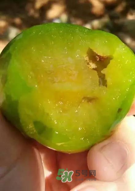 奈李是什么水果？奈李為什么會空心