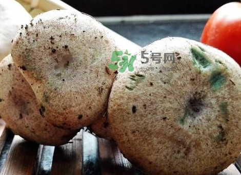松乳菇真的好吃嗎？松乳菇哪里能吃到