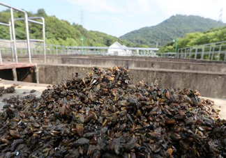 海瓜子多少錢(qián)一斤？西湖撈起的海瓜子能吃嗎