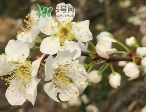奈李可以放冰箱嗎？奈李怎么保存