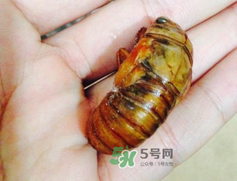 知了猴可以煮著吃嗎？知了猴怎么煮？