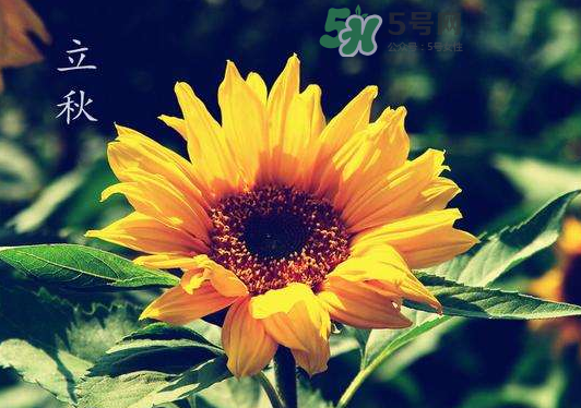 立秋為什么在處暑前？為什么立秋早過(guò)處暑？