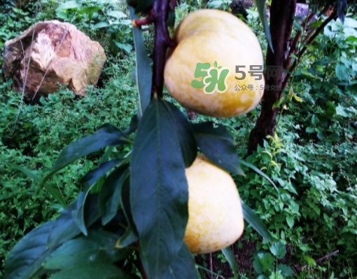 黃金奈李多少錢一斤？黃金奈李價(jià)格