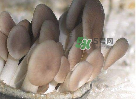 秀珍菇一畝地能種植多少包？秀珍菇如何出菇管理