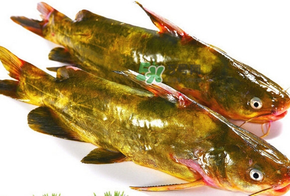 黃刺魚死了能吃嗎？黃刺魚不能與什么同食