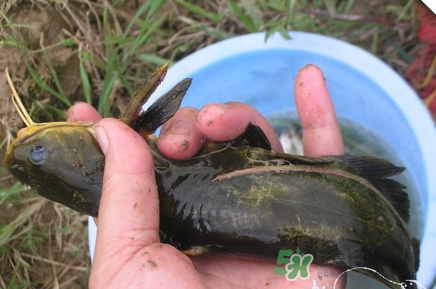 黃刺魚什么天氣好釣？黃刺魚釣魚最佳時(shí)間