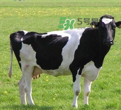 牛初乳哪種比較好？牛初乳哪個品牌的好？