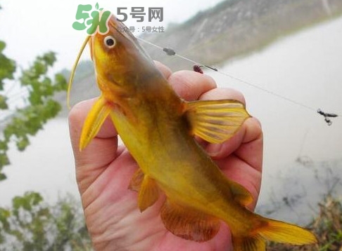 黃刺魚多少錢一斤？野生黃刺魚多少錢一斤