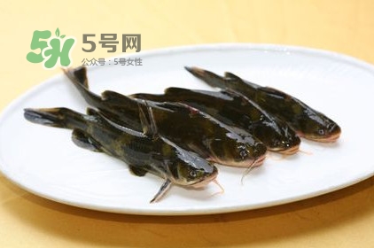 黃刺魚多少錢一斤？野生黃刺魚多少錢一斤