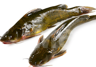黃刺魚什么天氣好釣？黃刺魚釣魚最佳時(shí)間