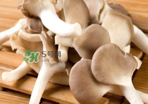 秀珍菇一畝地能種植多少包？秀珍菇如何出菇管理
