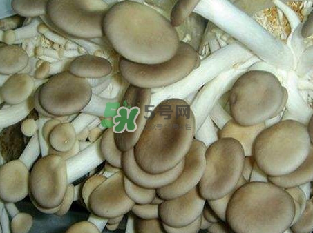 哪些人不能吃秀珍菇？秀珍菇不能和什么同吃？