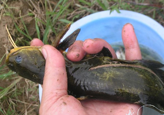 黃刺魚死了能吃嗎？黃刺魚不能與什么同食
