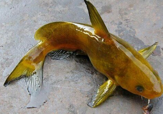 黃刺魚多少錢一斤？野生黃刺魚多少錢一斤