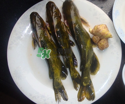 黃刺魚是發(fā)物嗎？黃刺魚是黃辣丁嗎