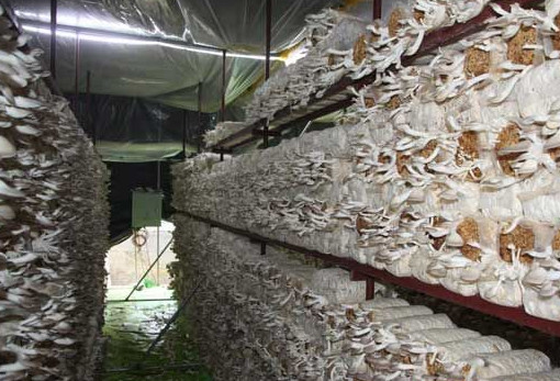 秀珍菇什么品種好？一萬袋秀珍菇要多少成本