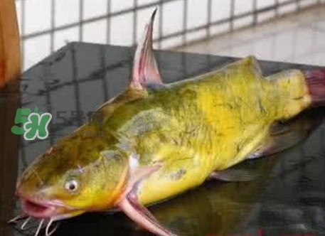 黃刺魚什么天氣好釣？黃刺魚釣魚最佳時(shí)間