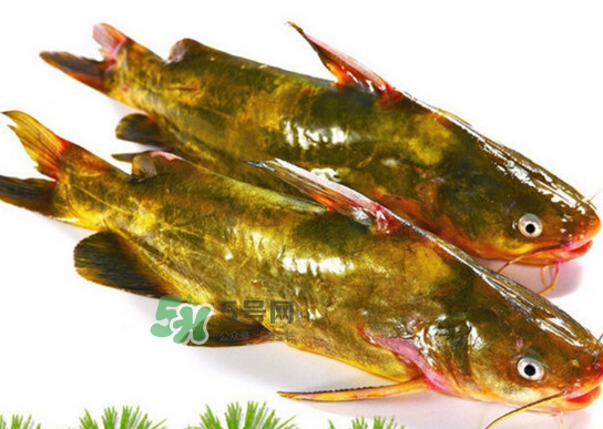 黃蜂魚怎么煮好吃？黃蜂魚燉湯孕婦可以喝嗎