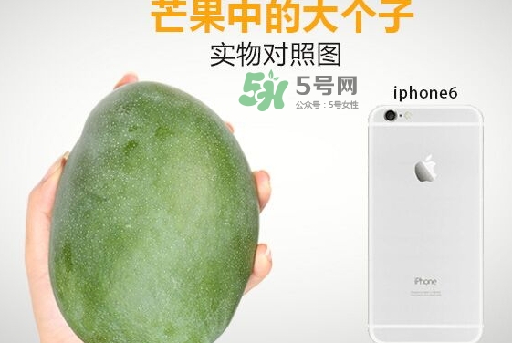 凱特芒果什么時(shí)候上市？凱特芒果上市時(shí)間