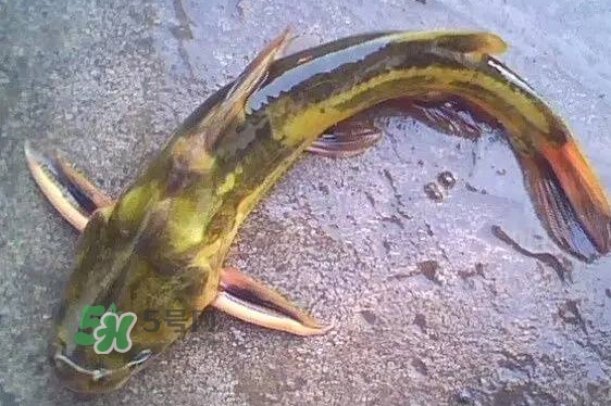 黃蜂魚(yú)有毒嗎？黃蜂魚(yú)怎么去毒