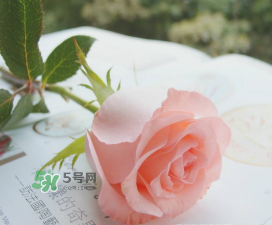 roseonly限量紅粉玫瑰多少錢？有幾朵？