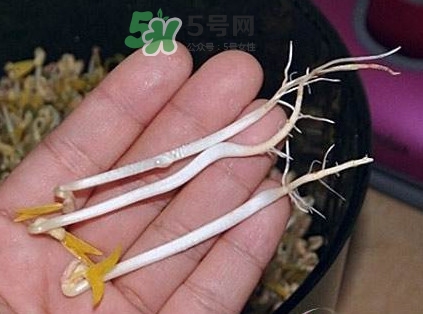 豆芽有根好還是無根好？無根豆芽與有根豆芽區(qū)別