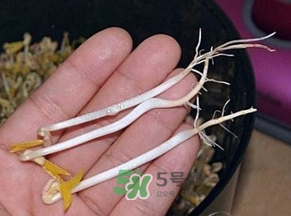 豆芽是發(fā)物嗎？豆芽能見(jiàn)陽(yáng)光嗎