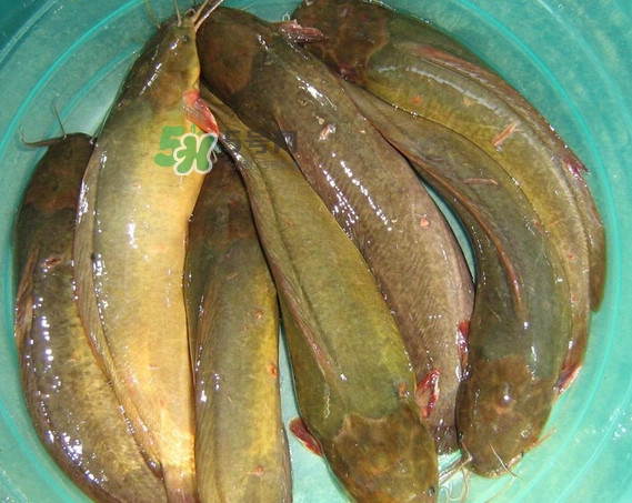 黃蜂魚怎么煮好吃？黃蜂魚燉湯孕婦可以喝嗎