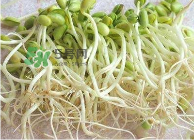 豆芽是發(fā)物嗎？豆芽能見(jiàn)陽(yáng)光嗎