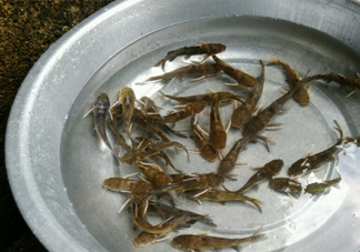 黃蜂魚怎么做好吃？黃蜂魚怎么釣