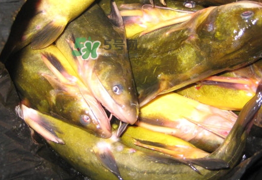 黃蜂魚(yú)有毒嗎？黃蜂魚(yú)怎么去毒