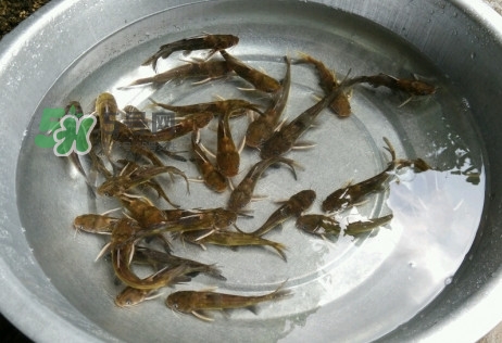 黃蜂魚怎么做好吃？黃蜂魚怎么釣