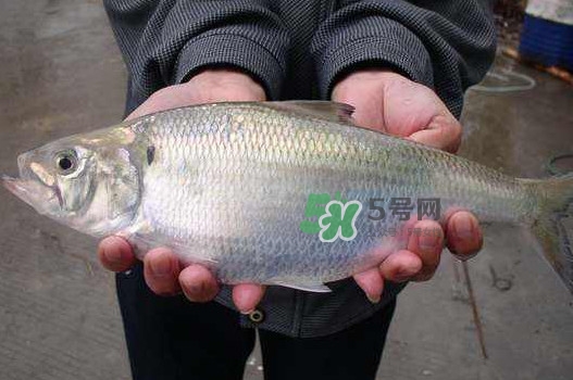 鰣魚(yú)什么時(shí)候最好吃？長(zhǎng)江鰣魚(yú)什么上市