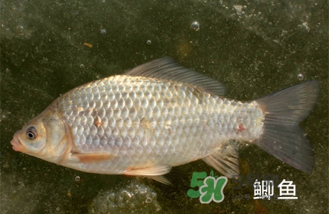 鰣魚和響魚是兩種魚嗎？鰣魚和鯽魚的區(qū)別