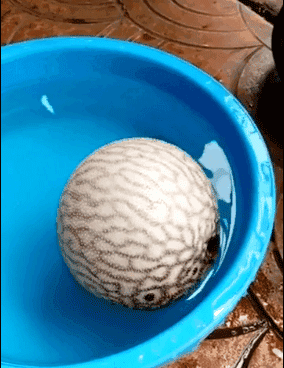 河豚魚多少錢一斤？河豚為什么會鼓起來