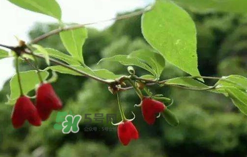 杈杷果怎么吃？杈杷果食用方法