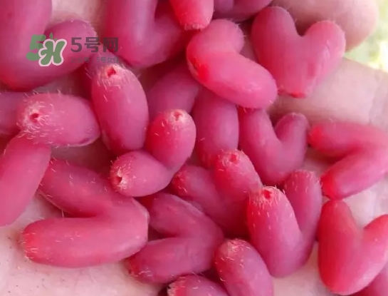 杈杷果怎么吃？杈杷果食用方法