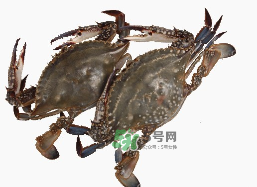 梭子蟹一只大概多重？梭子蟹一斤一般幾只？