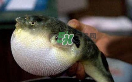 河鲀可以養(yǎng)嗎？河鲀有毒為什么還要吃