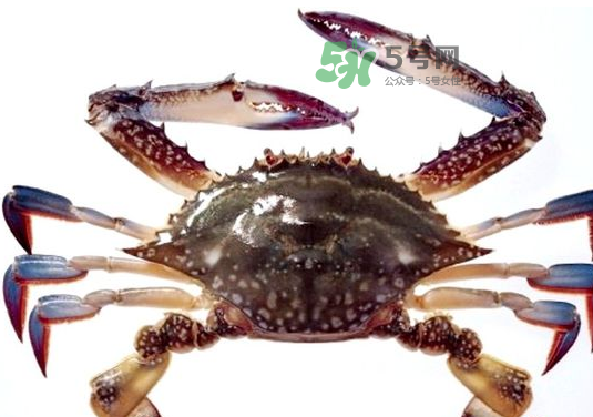 梭子蟹一只大概多重？梭子蟹一斤一般幾只？
