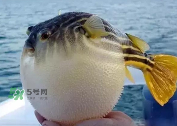 河鲀和大巴魚(yú)是一回事嗎？河鲀有哪些營(yíng)養(yǎng)價(jià)值